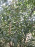  (Eucalyptus - TEP-19)  @11 [ ] Copyright (2013) PHCDBS Paul Hebert Centre for DNA Barcoding and Biodiversity Studies