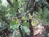  ( - TEP-26)  @11 [ ] Copyright (2013) PHCDBS Paul Hebert Centre for DNA Barcoding and Biodiversity Studies