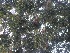  ( - JPTRM-31)  @11 [ ] Copyright (2013) PHCDBS Paul Hebert Centre for DNA Barcoding and Biodiversity Studies