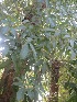  ( - TEP-35)  @11 [ ] Copyright (2013) PHCDBS Paul Hebert Center for DNA Barcoding and Biodiversity Studies