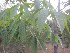  ( - JPTRM-35)  @11 [ ] Copyright (2013) PHCDBS Paul Hebert Centre for DNA Barcoding and Biodiversity Studies
