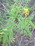  ( - JPTRM-36)  @11 [ ] Copyright (2013) PHCDBS Paul Hebert Centre for DNA Barcoding and Biodiversity Studies