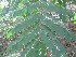  ( - TEP-38)  @11 [ ] Copyright (2013) PHCDBS Paul Hebert Centre for DNA Barcoding and Biodiversity Studies