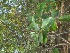  ( - TEP-39)  @11 [ ] Copyright (2013) PHCDBS Paul Hebert Center for DNA Barcoding and Biodiversity Studies