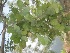  (Anisomeles - TEP-03)  @11 [ ] Copyright (2013) PHCDBS Paul Hebert Centre for DNA Barcoding and Biodiversity Studies