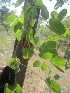  ( - TEP-44)  @11 [ ] Copyright (2013) PHCDBS Paul Hebert Centre for DNA Barcoding and Biodiversity Studies