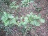  ( - JPTRM-52)  @11 [ ] Copyright (2013) PHCDBS Paul Hebert Centre for DNA Barcoding and Biodiversity Studies