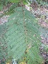 (Peltophorum - JPTRM-61)  @11 [ ] Copyright (2013) PHCDBS Paul Hebert Centre for DNA Barcoding and Biodiversity Studies