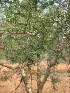  ( - JPTRM-70)  @11 [ ] Copyright (2013) PHCDBS Paul Hebert Centre for DNA Barcoding and Biodiversity Studies