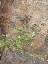  ( - JPTRM-78)  @11 [ ] Copyright (2013) PHCDBS Paul Hebert Centre for DNA Barcoding and Biodiversity Studies