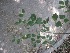  (Commiphora caudata - JPTRM-79)  @11 [ ] Copyright (2013) PHCDBS Paul Hebert Centre for DNA Barcoding and Biodiversity Studies