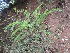  (Sophora microphylla - TEP-07)  @11 [ ] Copyright (2013) PHCDBS Paul Hebert Centre for DNA Barcoding and Biodiversity Studies