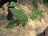  ( - JPTRM-80)  @11 [ ] Copyright (2013) PHCDBS Paul Hebert Centre for DNA Barcoding and Biodiversity Studies
