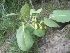  (Terminalia - TEP-08)  @11 [ ] Copyright (2013) PHCDBS Paul Hebert Centre for DNA Barcoding and Biodiversity Studies