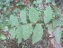  ( - JPTRM-96)  @11 [ ] Copyright (2013) PHCDBS Paul Hebert Centre for DNA Barcoding and Biodiversity Studies