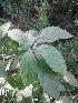  (Clerodendrum serratum L - JPTRM-09)  @11 [ ] Copyright (2013) PHCDBS Paul Hebert Centre for DNA Barcoding and Biodiversity Studies