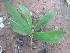  ( - A179)  @11 [ ] Copyright (2014) PHCDBS Paul Hebert Research Centre For DNA Barcoding And Biodiversity Stydies