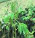  ( - A189)  @11 [ ] Copyright (2014) PHCDBS Paul Hebert Research Centre For DNA Barcoding And Biodiversity Stydies