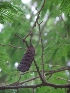  (Acacia concinna - MP368)  @11 [ ] Copyright (2014) PHCDBS Paul Hebert Centre for DNA Barcoding and Biodiversity Studies
