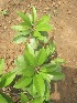  ( - TMPA34)  @11 [ ] Copyright (2013) PHCDBS Paul Hebert Centre for DNA Barcoding and Biodiversity Studies