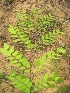  ( - TMPA45)  @11 [ ] Copyright (2013) PHCDBS Paul Hebert Centre for DNA Barcoding and Biodiversity Studies