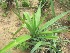  ( - TMPA38)  @11 [ ] Copyright (2013) PHCDBS Paul Hebert Centre for DNA Barcoding and Biodiversity Studies