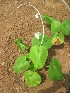  ( - TMPA44)  @11 [ ] Copyright (2013) PHCDBS Paul Hebert Centre for DNA Barcoding and Biodiversity Studies