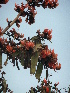  (Butea - MP3069)  @11 [ ] Copyright (2019) G D Khedkar PHCDBS, Paul Hebert Center for DNA Barcoding and Biodiversity Studies