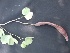  ( - BU290)  @11 [ ] Copyright (2014) PHCDBS Paul Hebert Centre For DNA Barcoding And Biodiversity Studies