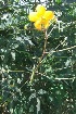  (Cassia angustifolia - BU115)  @11 [ ] Copyright (2014) PHCDBS Paul Hebert Centre For DNA Barcoding And Biodiversity Studies