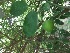  ( - MP204)  @11 [ ] Copyright (2013) PHCDBS Paul Hebert Centre for DNA Barcoding and Biodiversity Studies