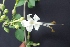  ( - MP42)  @11 [ ] Copyright (2014) G D Khedkar Paul Hebert Centre For DNA Barcoding And Biodiversity Studies