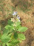  (Cyclonema - TMPA70)  @11 [ ] Copyright (2013) PHCDBS Paul Hebert Centre for DNA Barcoding and Biodiversity Studies