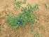  ( - TMPA71)  @11 [ ] Copyright (2013) PHCDBS Paul Hebert Centre for DNA Barcoding and Biodiversity Studies