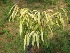  ( - TMPA72)  @11 [ ] Copyright (2013) PHCDBS Paul Hebert Centre for DNA Barcoding and Biodiversity Studies