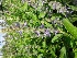  ( - MP713)  @11 [ ] Copyright (2014) PHCDBS Paul Hebert Centre for DNA Barcoding and Biodiversity Studies
