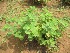  (Plectranthus amboinicus - TMPA73)  @11 [ ] Copyright (2013) PHCDBS Paul Hebert Centre for DNA Barcoding and Biodiversity Studies