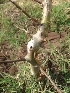  (Commiphora wightii - MP376)  @11 [ ] Copyright (2014) PHCDBS Paul Hebert Centre for DNA Barcoding and Biodiversity Studies