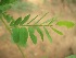  ( - TMPA76)  @11 [ ] Copyright (2013) PHCDBS Paul Hebert Centre for DNA Barcoding and Biodiversity Studies