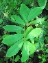  (Calophyllum brasiliense - TMPA14)  @11 [ ] Copyright (2013) PHCDBS Paul Hebert Centre for DNA Barcoding and Biodiversity Studies