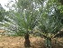  ( - TMPA84)  @11 [ ] Copyright (2013) PHCDBS Paul Hebert Centre for DNA Barcoding and Biodiversity Studies