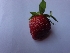  (Fragaria x ananassa - MP644)  @11 [ ] Copyright (2013) PHCDBS Paul Hebert Centre for DNA Barcoding and Biodiversity Studies