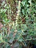  ( - MP4085)  @11 [ ] Copyright (2015) PHCDBS Paul Hebert Centre For DNA Barcoding And Biodiversity Studies