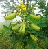  ( - MP4105)  @11 [ ] Copyright (2015) PHCDBS Paul Hebert Centre For DNA Barcoding And Biodiversity Studies