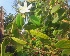  (Bauhinia - MP3991)  @11 [ ] Copyright (2015) PHCDBS Paul Hebert Centre For DNA Barcoding And Biodiversity Studies