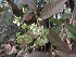  ( - MP651)  @11 [ ] Copyright (2013) PHCDBS Paul Hebert Centre for DNA Barcoding and Biodiversity Studies