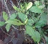  (Ecbolium amplexicaule - MP3989)  @11 [ ] Copyright (2015) PHCDBS Paul Hebert Centre For DNA Barcoding And Biodiversity Studies