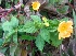  ( - MP4150)  @11 [ ] Copyright (2015) PHCDBS Paul Hebert Centre For DNA Barcoding And Biodiversity Studies