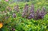  (Salvia miltiorrhiza - MP4129)  @11 [ ] Copyright (2015) PHCDBS Paul Hebert Centre For DNA Barcoding And Biodiversity Studies
