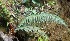  ( - MP4212)  @11 [ ] Copyright (2015) PHCDBS Paul Hebert Centre For DNA Barcoding And Biodiversity Studies
